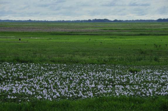 Época de florada na região dos llanos, na Venezuela